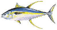 yellowfin