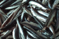 Anchovies