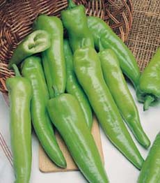 Green Pepper