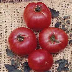 Tomato