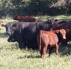 Angus Cattle