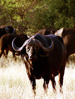 African Cape Buffalo