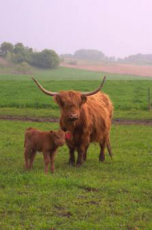 Fountain Prairie Highland Beef