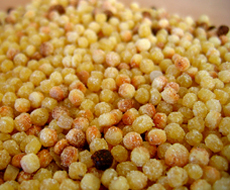 Fregula