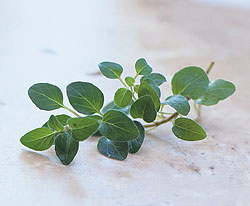 Oregano Leaves