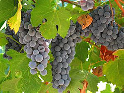 Grapes