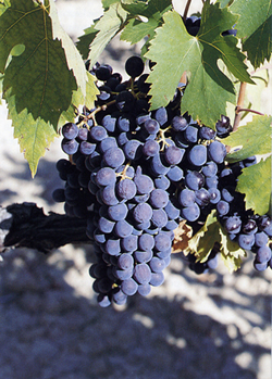 Sangiovese