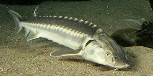 Osetra Sturgeon