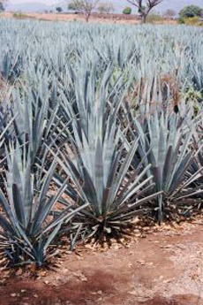 Agave Plants