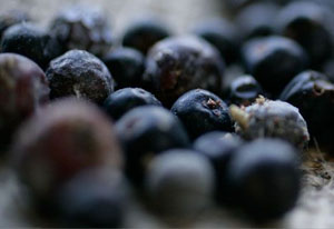 Juniper Berries