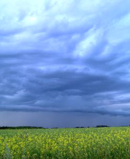 Field Of Mustard