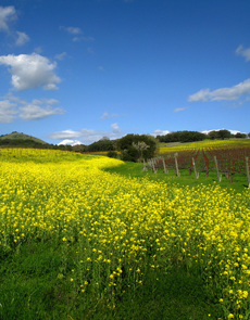 Wild Mustard