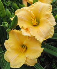 daylilies