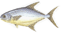 pompano