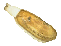 razor clam