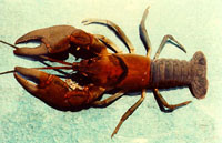 crayfish