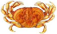 dungeness crab