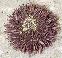 sea urchin