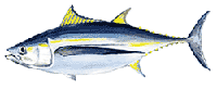 albacore tuna