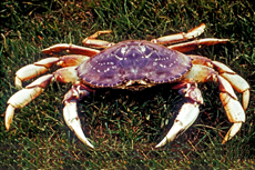 Dungeness Crab