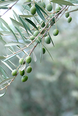 Olive Branch