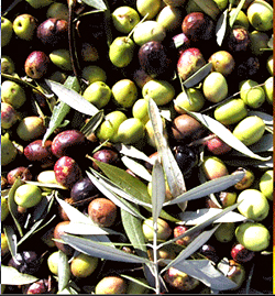 Olives