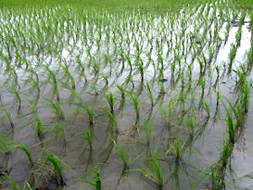 Rice Paddy