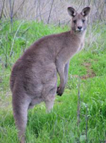 kangaroo