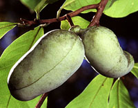 pawpaw fruit