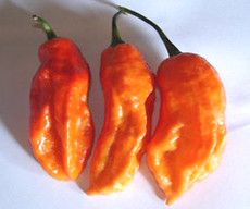 Chile Pepper