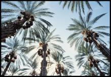 Date Palm