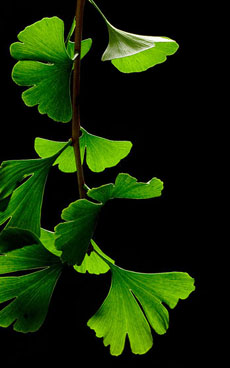 Ginkgo Biloba