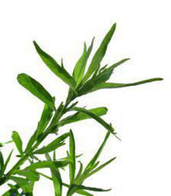 Tarragon