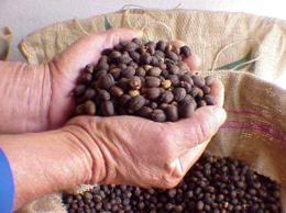 Coffee Beans