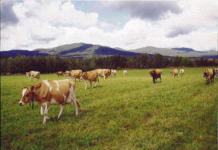 Cows At Pasture