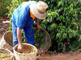 Coffee Plant