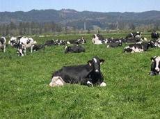 Happy Cows