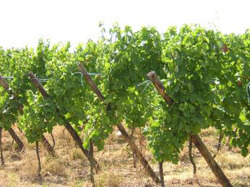 Vineyard