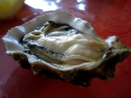Pacific Oyster