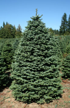 christmas-tree.jpg