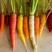 Rainbow Of Carrots