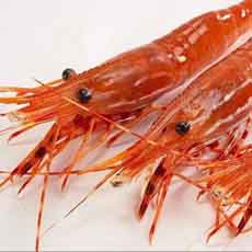 Live Spot Prawns