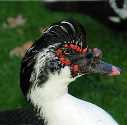 Muscovy Duck