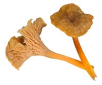 Yellowfoot Chanterelle