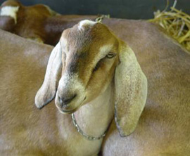 Nubian Goat