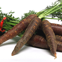 maroon carrots