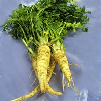 parsley root