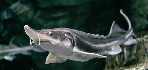 Amur Sturgeon