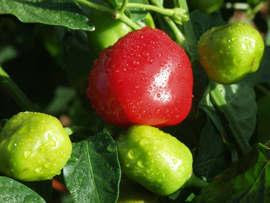 Peppadew