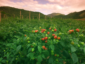 Peppadew Crop